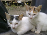 My Cats