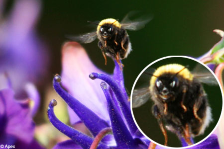 [beesmileAPEX_450x300.jpg]