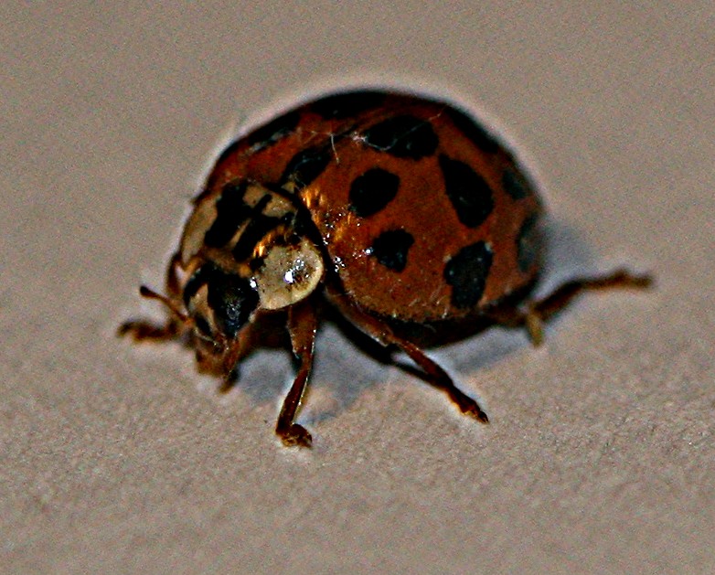 [Ladybug+003.jpg]