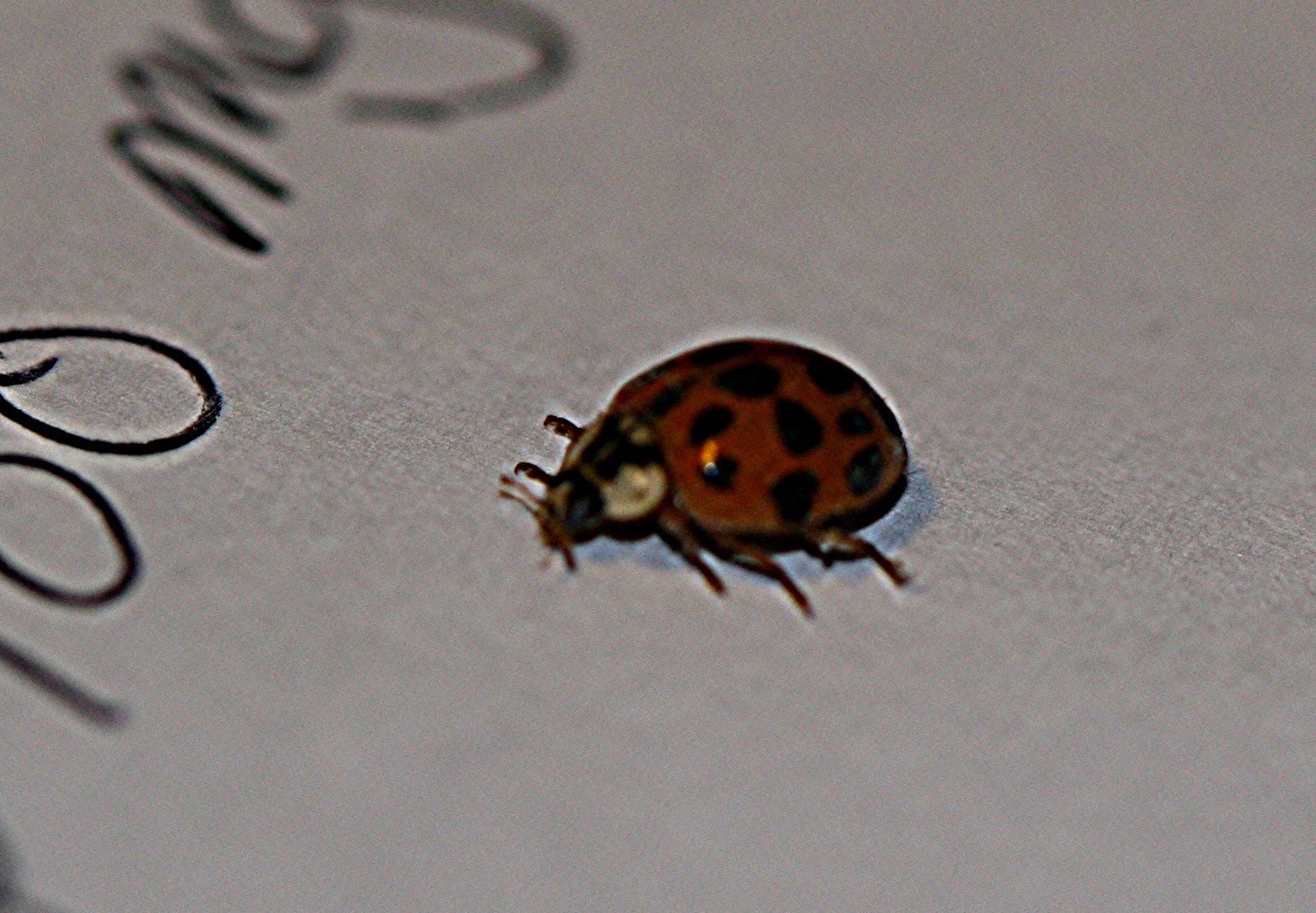 [Ladybug+001.jpg]