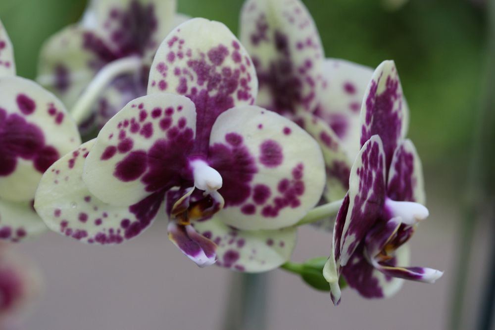 [Stowe+flowers+071+[].jpg]