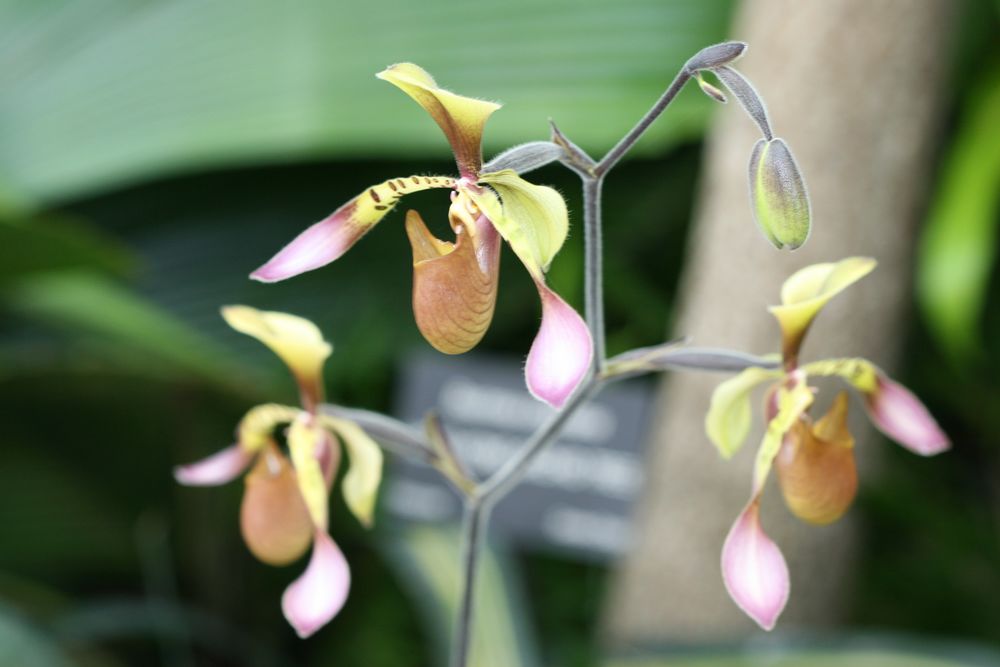 [Stowe+flowers+075+[].jpg]