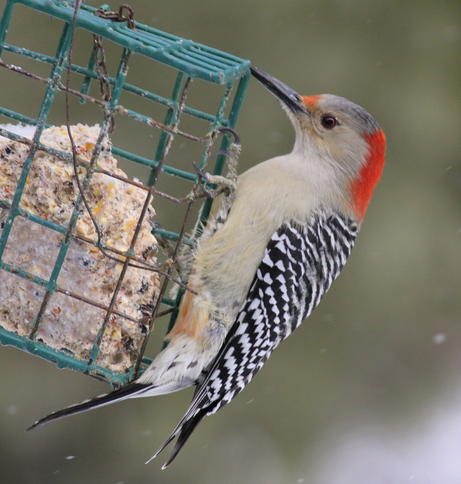 Protection Farm Journal: Red-bellied Woodpecker
