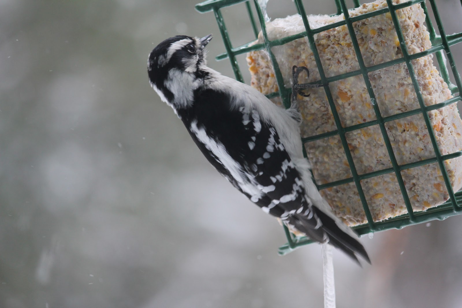 Protection Farm Journal: Hairy Woodpecker
