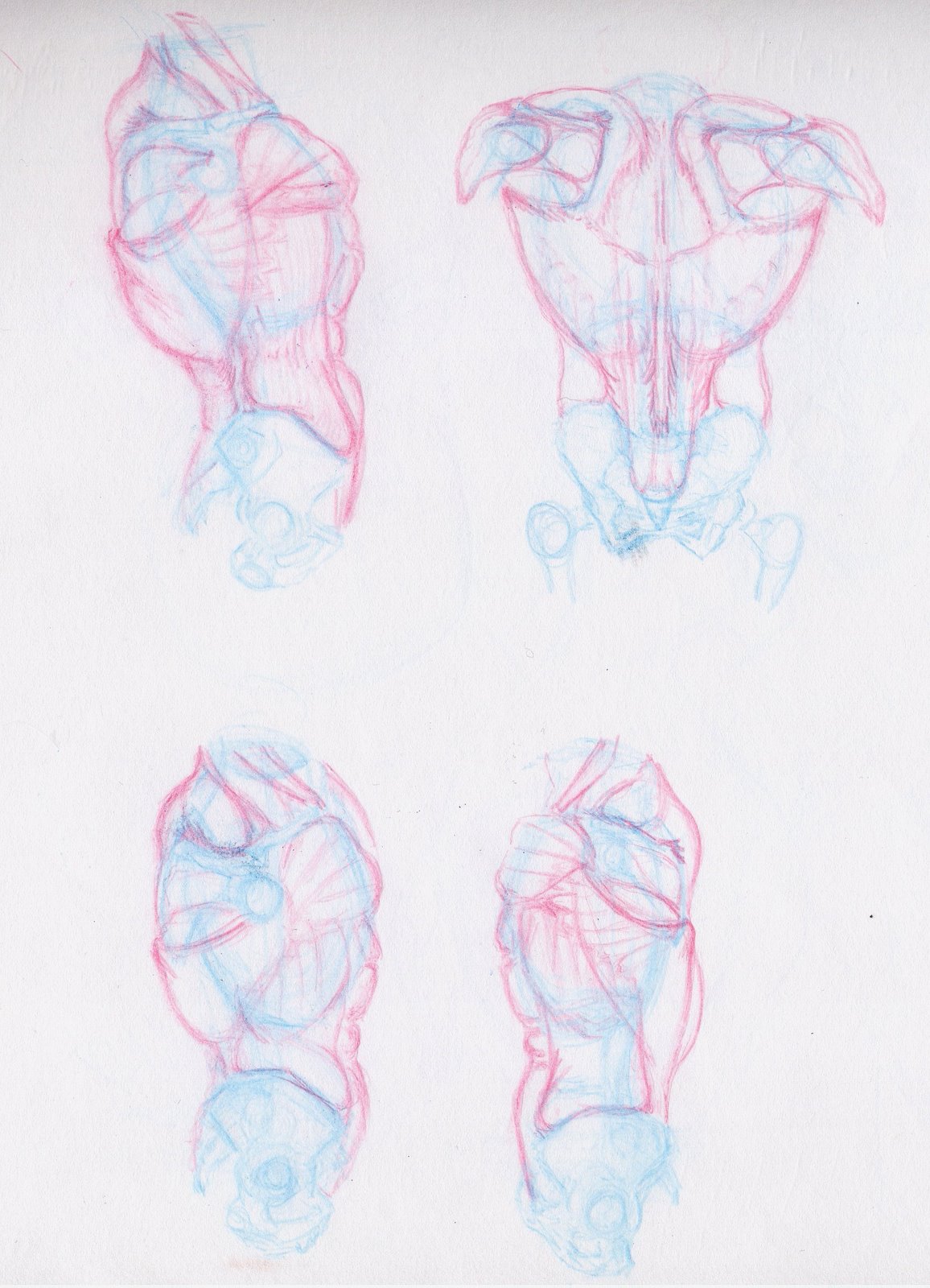 [torso+study4.jpg]