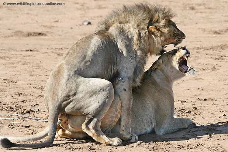 [lions-mating-lm_9562.jpg]