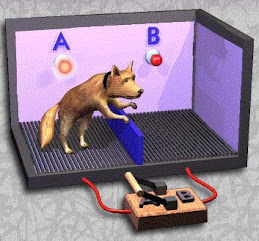 Seligman's Experiment