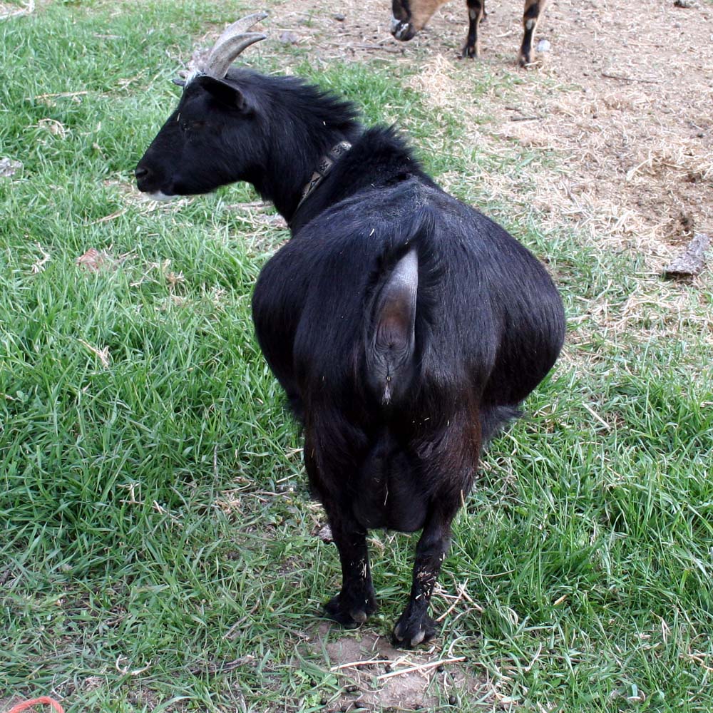 Fat Baby Goat