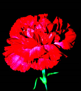 Digitized carnation © lawhawk 2007