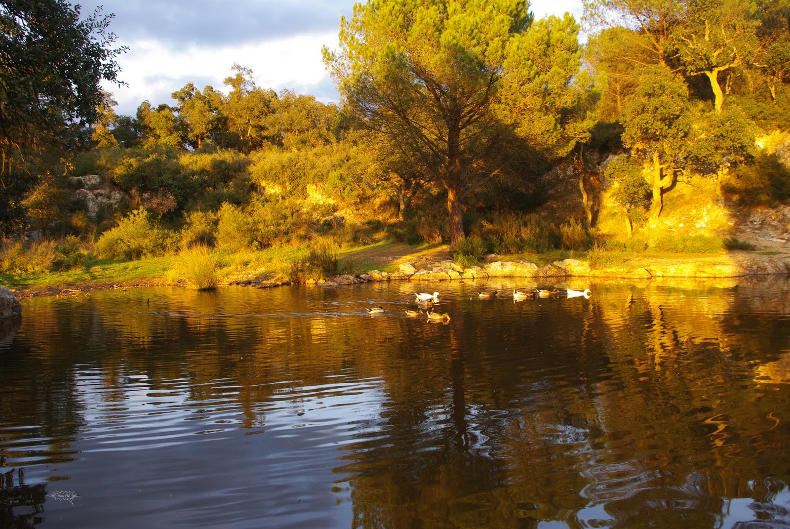 Caldes de Malavella 28112010 Caldes de Malavella (Fotos)