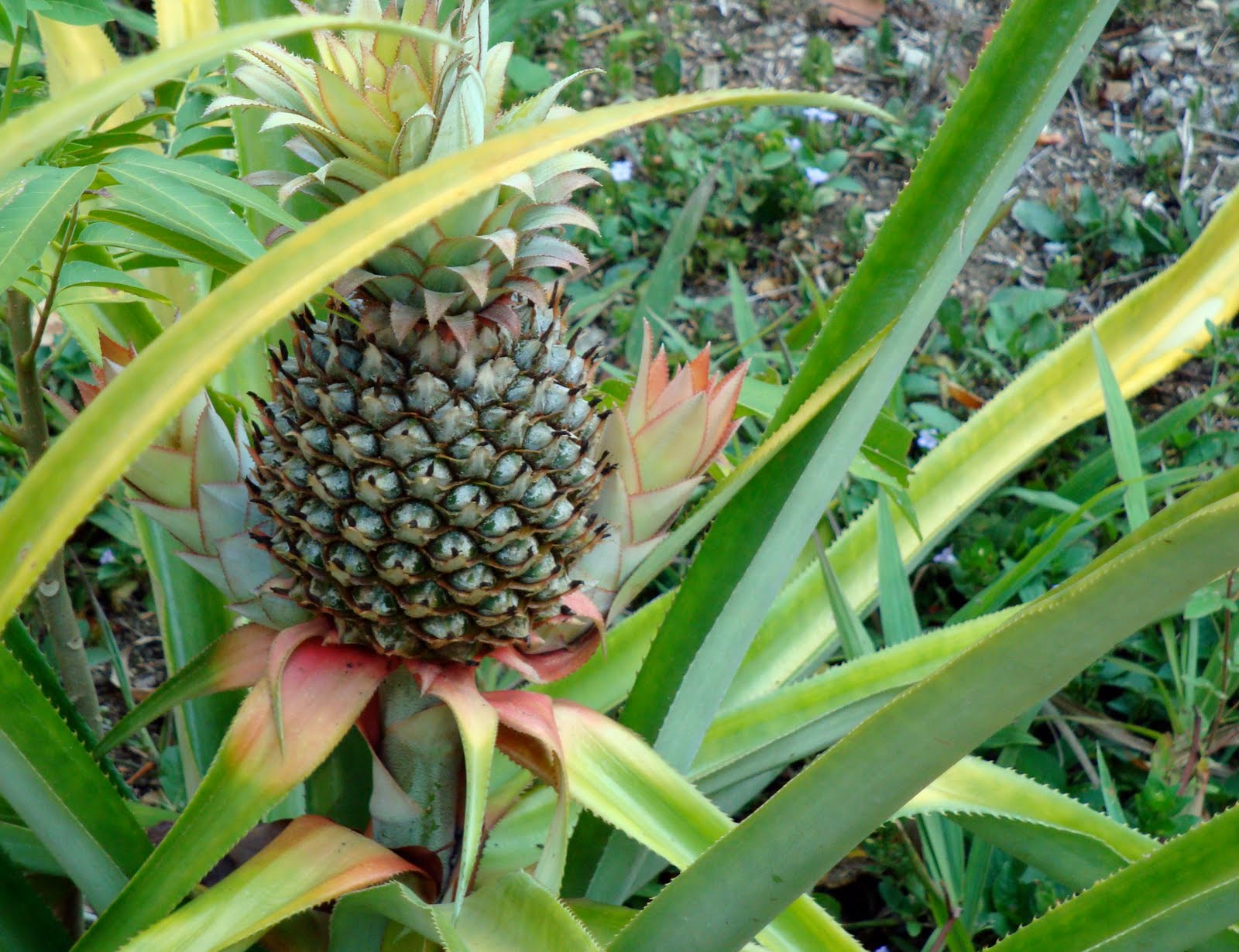Pioneer Bookworm, life in Belize Where I get my food pineapples!