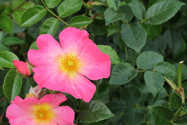 Urban Sewing Lounge: Patchwork & Flowers in Tasmania