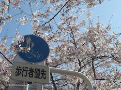 Featured Post - Sakura in Japan