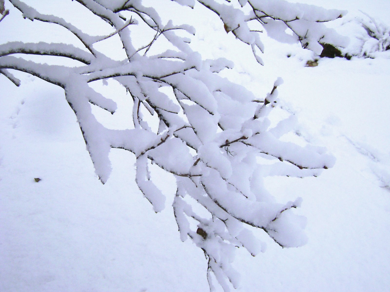 [snowy+branches.jpg]