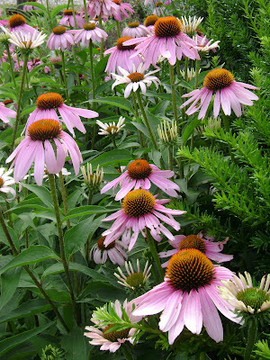 Prairie Rose's Garden: GBBD July: It's all about the Coneflowers...