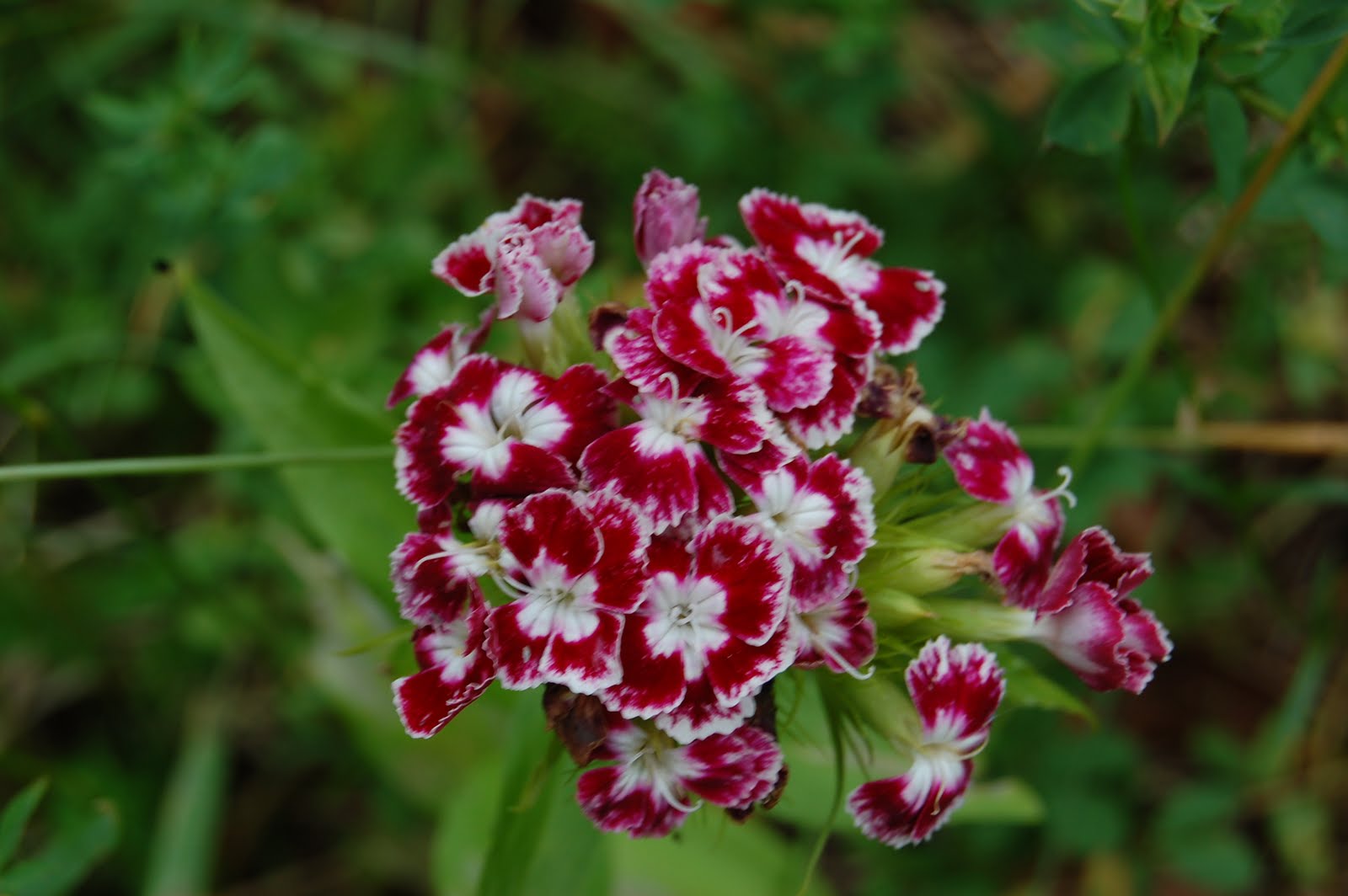 FoodieMommy The Beauty of Vermont Flowers in July