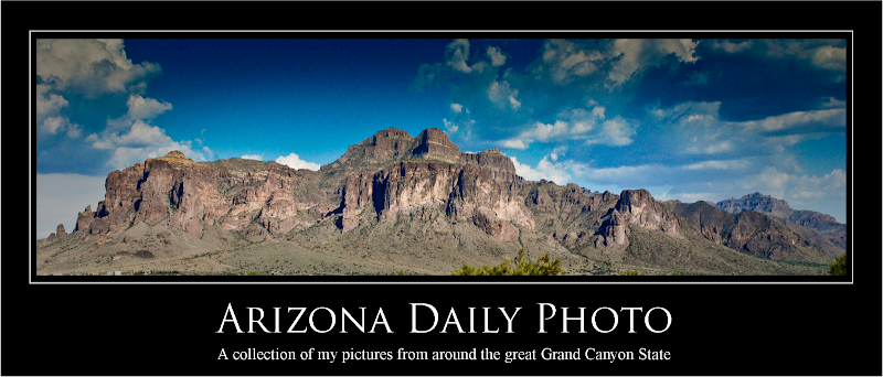 Arizona Daily Photo: A Desert In Bloom