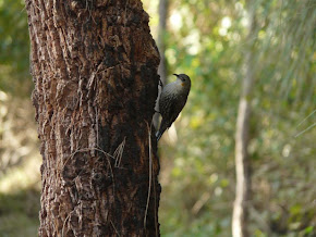 Climbing the Twitter Tree with Greatgagagod