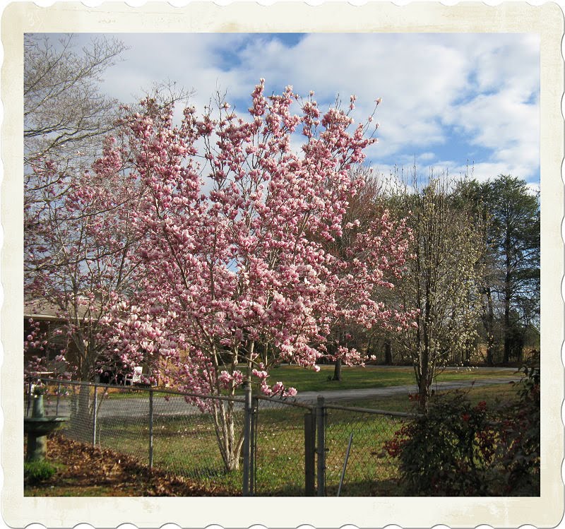 All 97+ Images what trees are blooming now in south carolina Latest