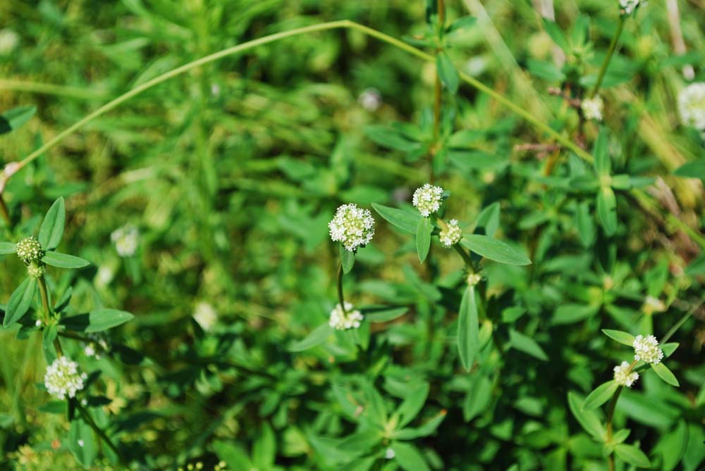 Space Coast Wildflowers: St. Sebastian River Preserve State Park, June ...