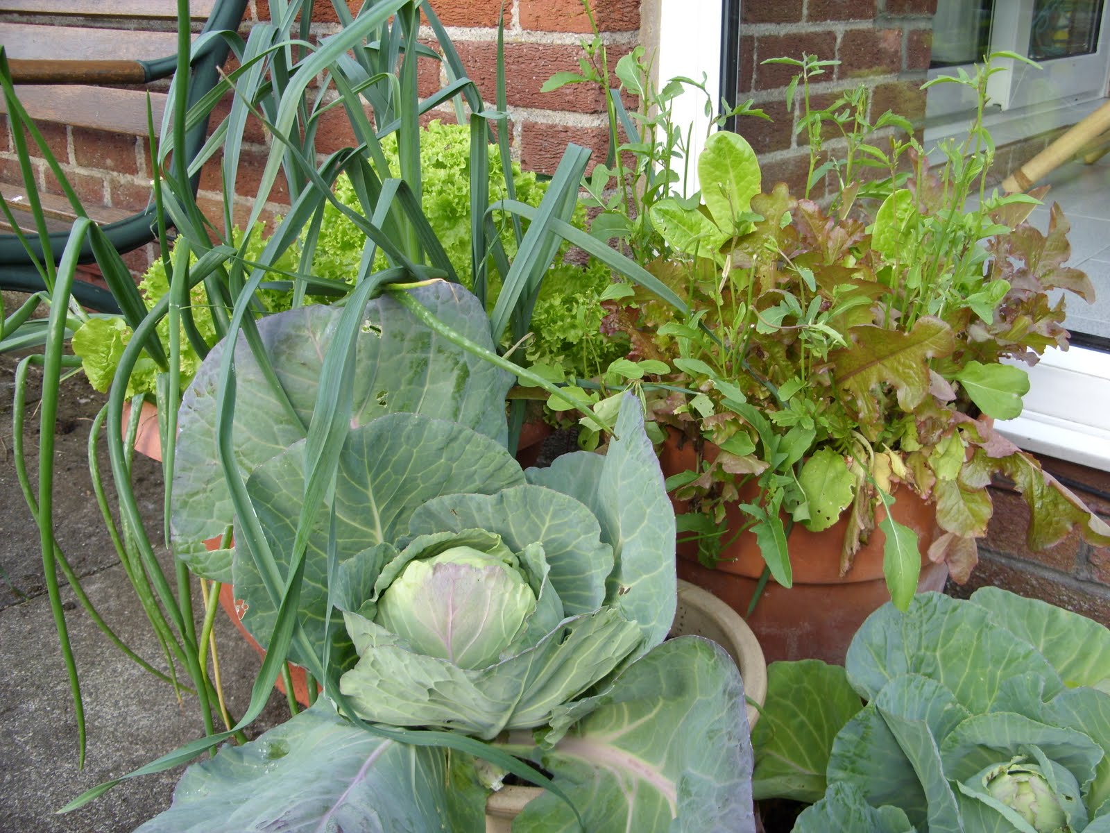 Kelli's Northern Ireland Garden Salad Container Gardening (Cabbage