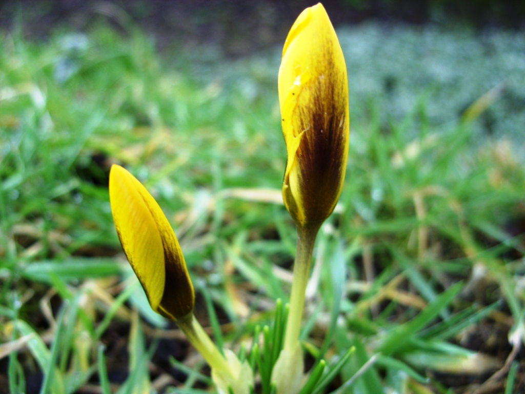 Kelli's Northern Ireland Garden Crocus & emerging bulbs