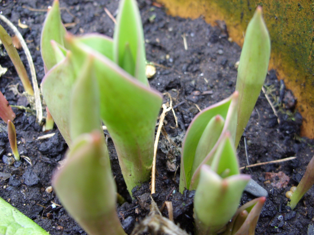Kelli's Northern Ireland Garden Crocus & emerging bulbs