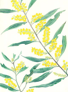 Mango Frooty: wattle flowers watercolour on paper