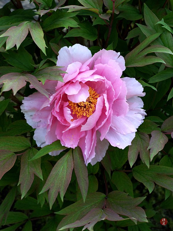 FROM THE GARDEN OF ZEN A Botan (peony) flower in Kenchoji temple