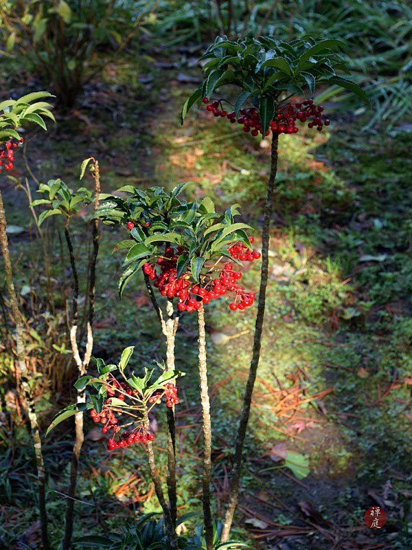 Alternative Eden Focus On Fatsia