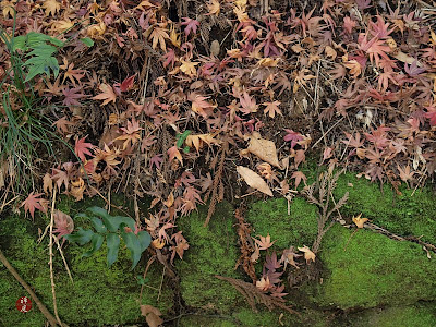 Garden Shrubs Greenery For Cutting And Arranging