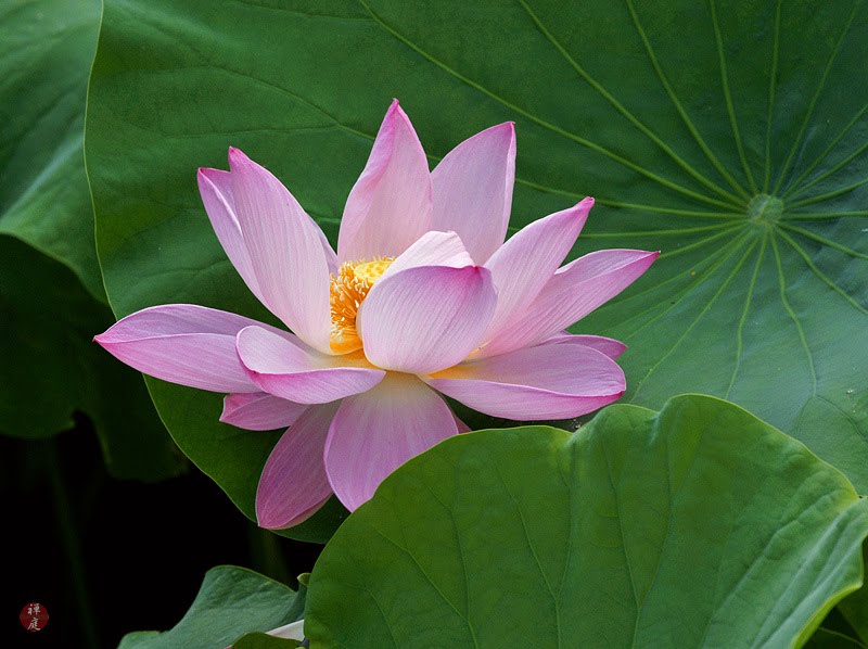 FROM THE GARDEN OF ZEN A sacred lotus flower in Tsurugaokahatchimangu