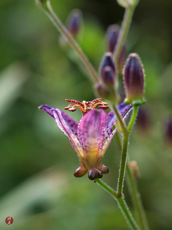 Secret Life Letters To A Persian Cat
