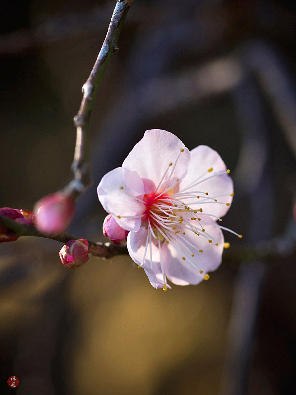 FROM THE GARDEN OF ZEN A white Ume (Japanese apricot) flower in Kenchoji