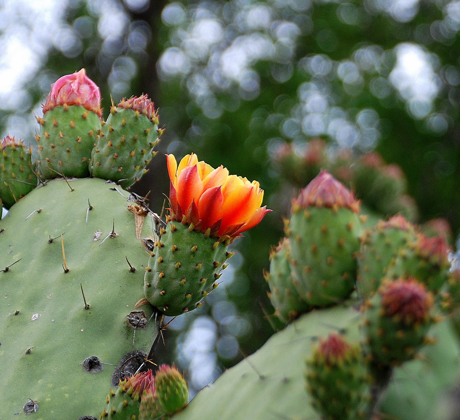 image-of-the-day-624-8th-orange-cactus-flower