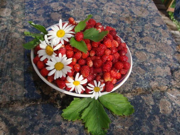 Frutiland: вегетарианские рецепты: Вегетарианство: что это и с чем его ...