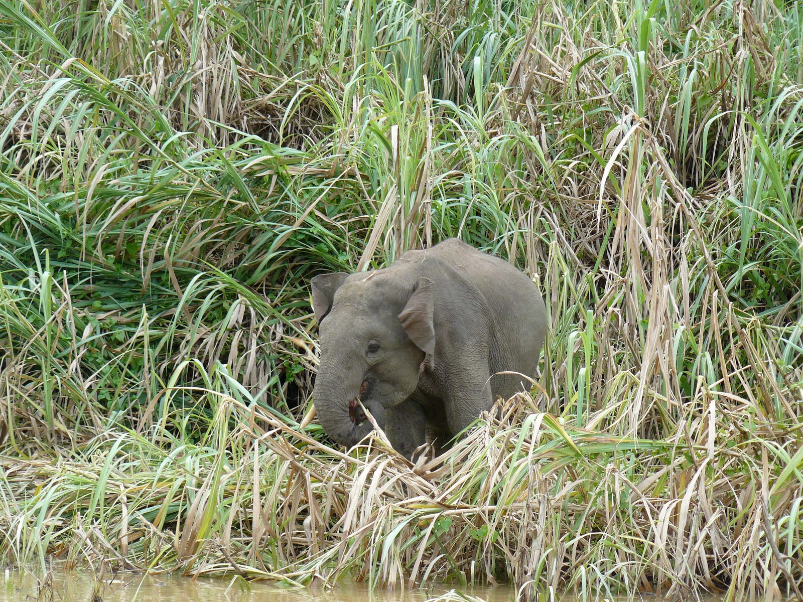 Pygmy Elephants