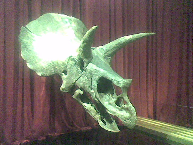 [triceratops+1.jpg]