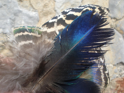 Pluck by eva dobell essay