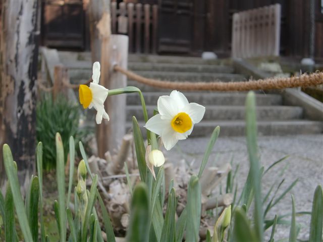 Okadoのブログ 鎌倉散策の記録 鎌倉の花 自然 景色 鎌倉以外の花も