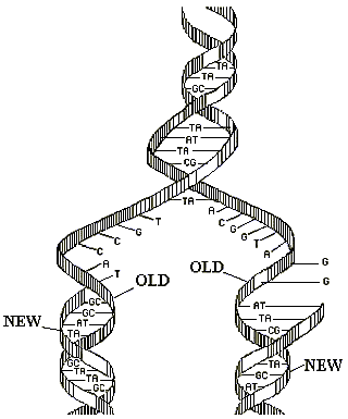 WORLD EDUCATION: DNA structure