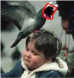 [Bird_shoop.jpg]