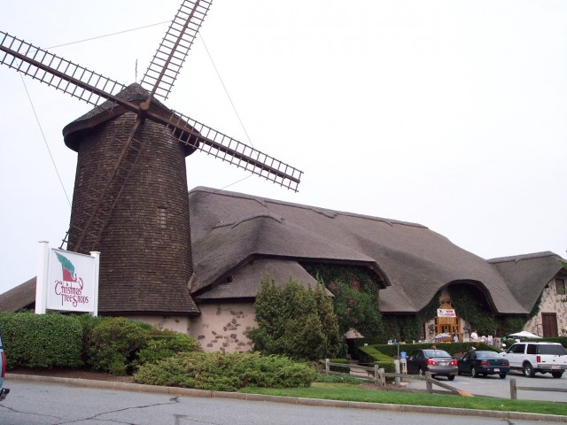 Dolce Cape Cod: Bronze-aged sea stars