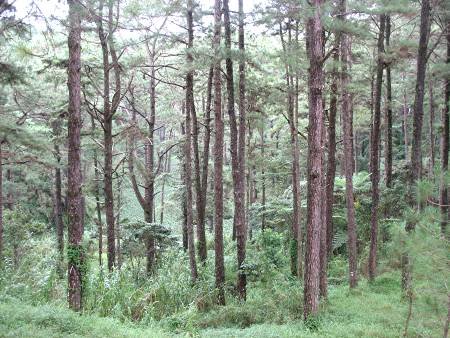 pine tree forest in Camp John Hay