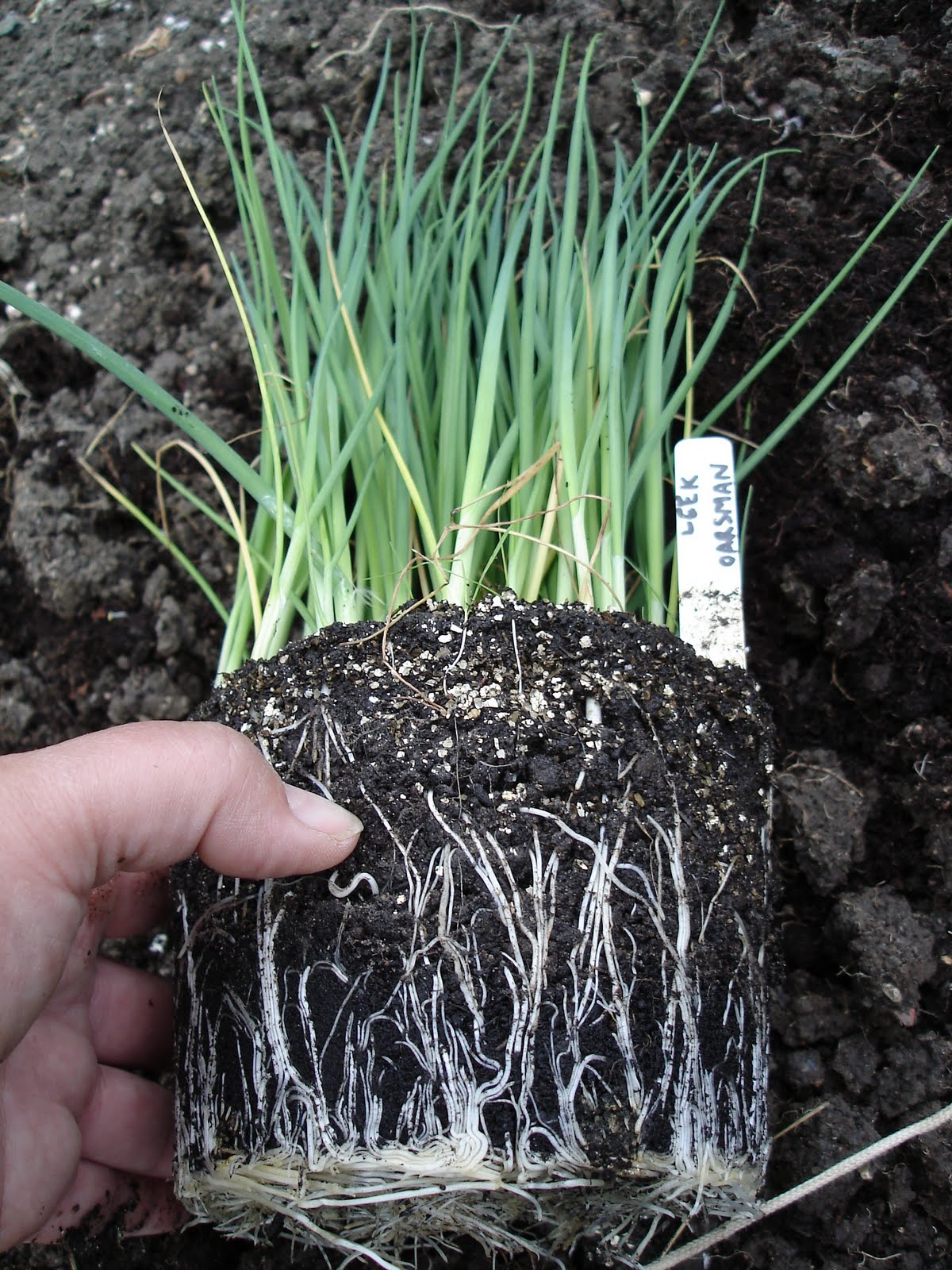 planting leek seedlings