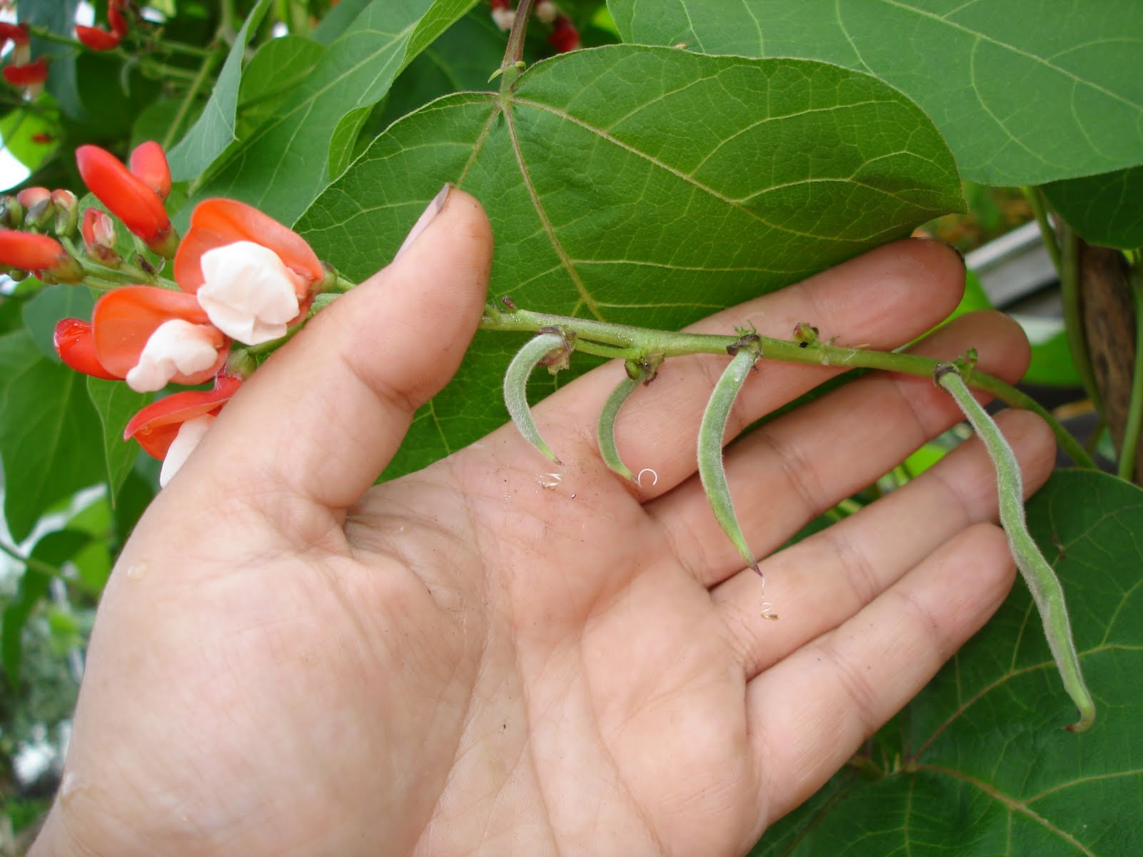 Down on the Allotment Who's Eating my Beans Again?