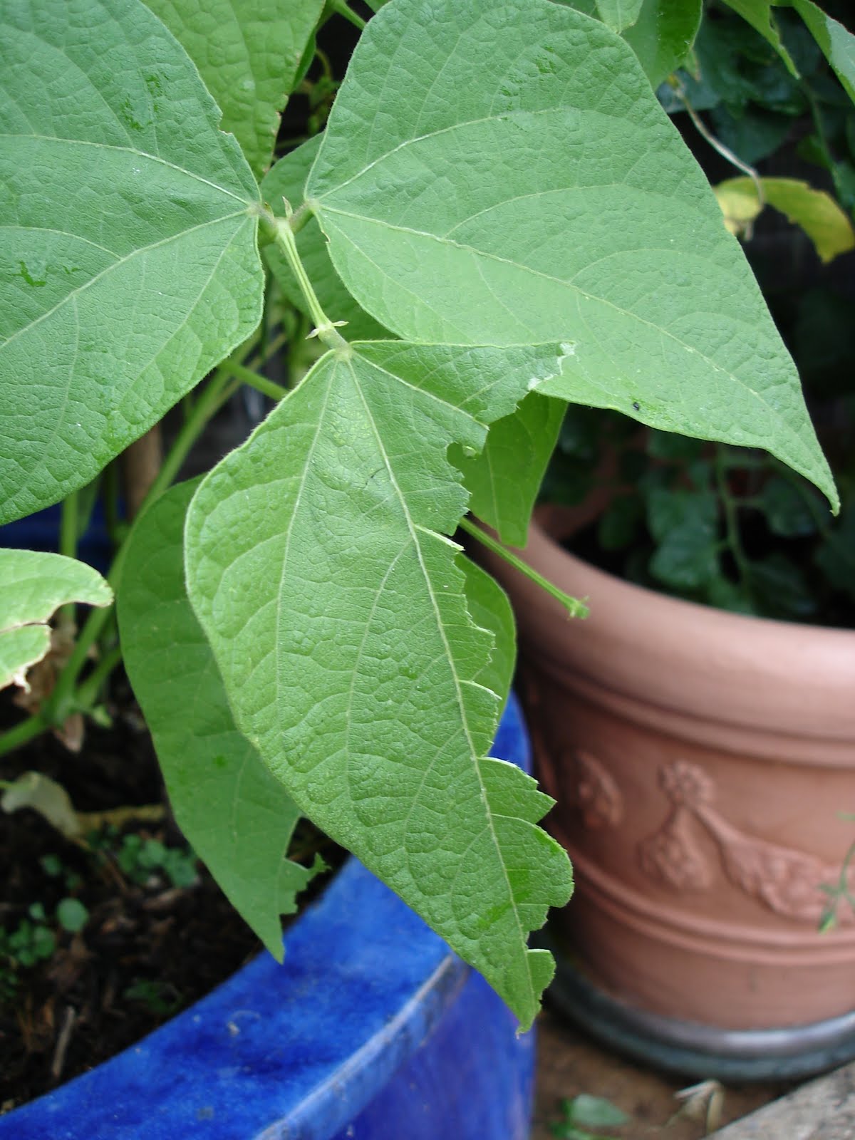 Down on the Allotment Who's Eating my Beans Again?