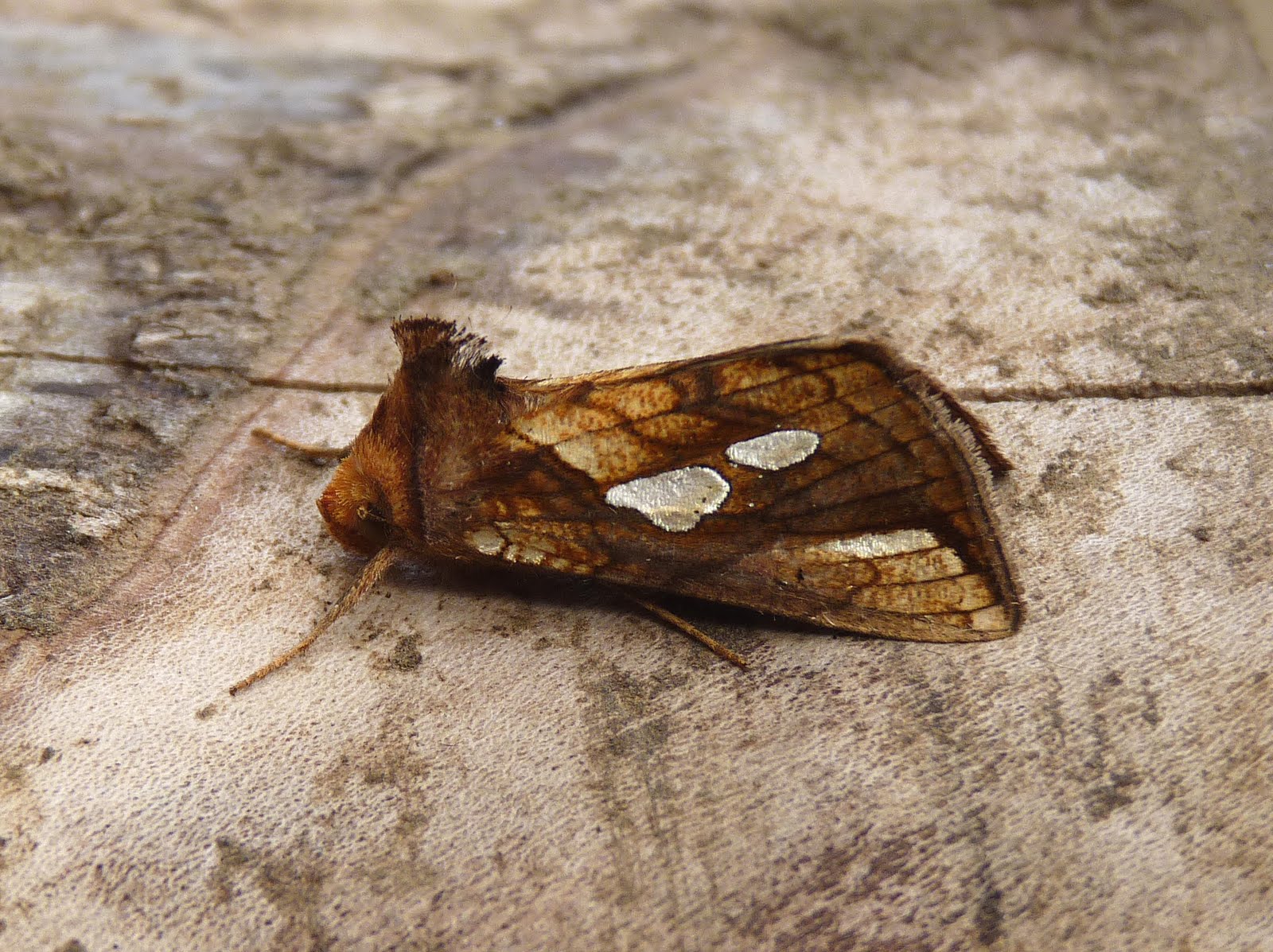 Sussex Nature: Garden Moths