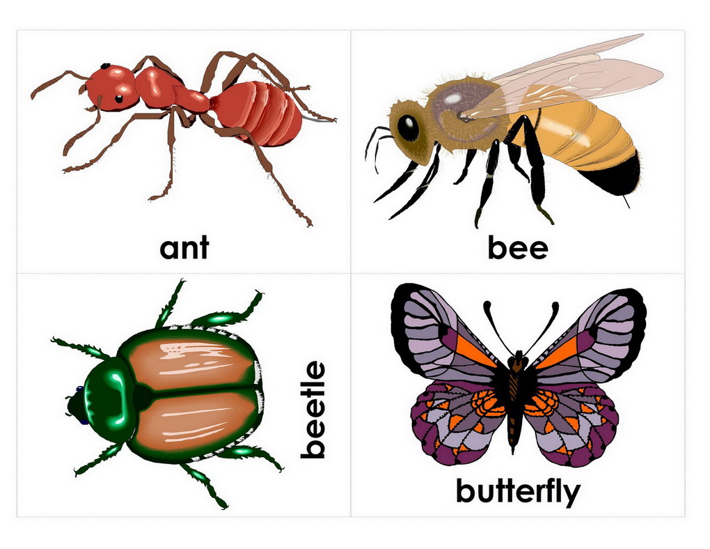Different Types Of Bugs And Insects