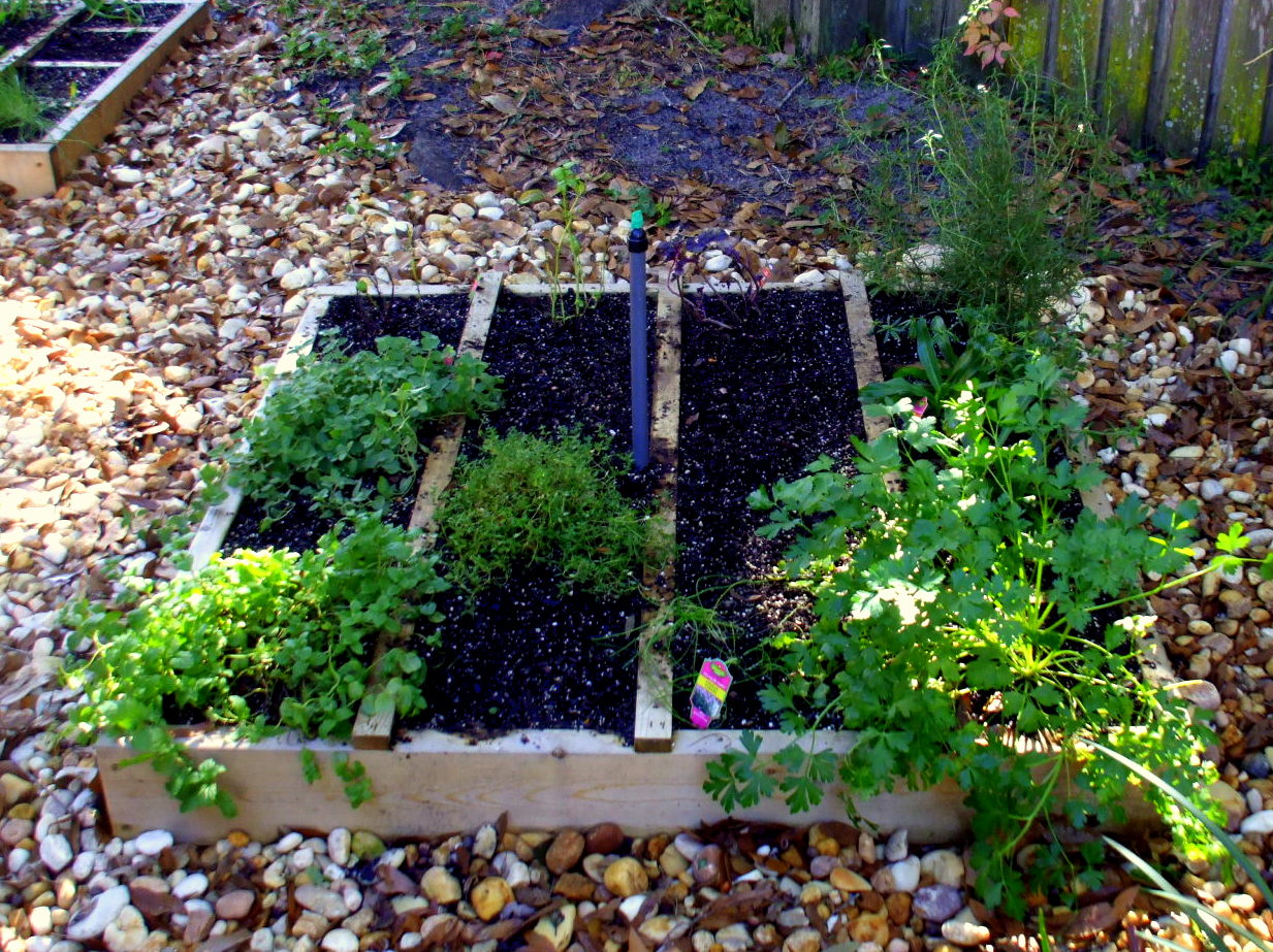 A Rose in the Garden An Herb Garden in Central Florida